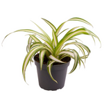 Chlorophytum Variegata