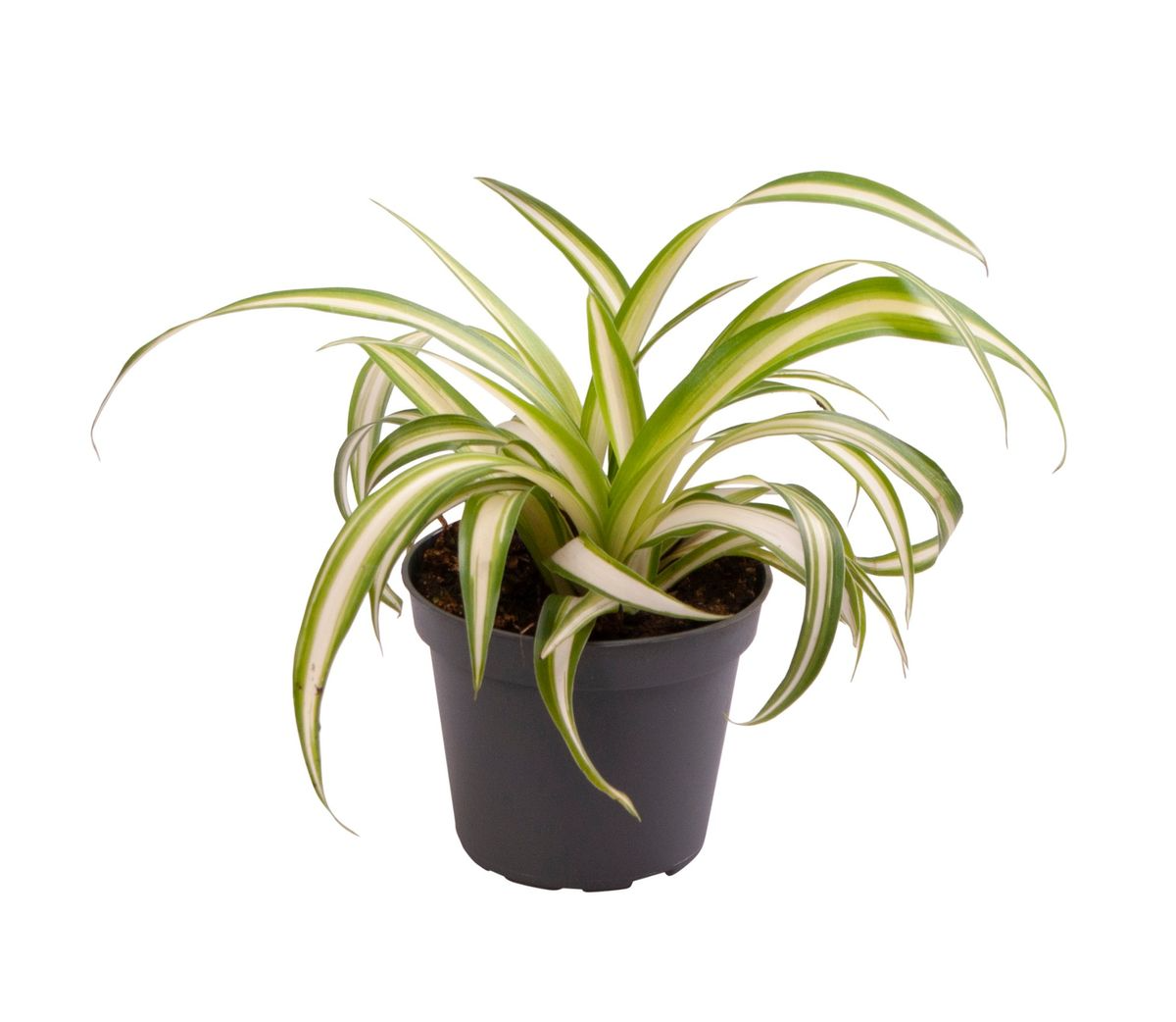 Chlorophytum Variegata