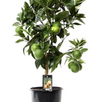 Citrus Arcobal Orange