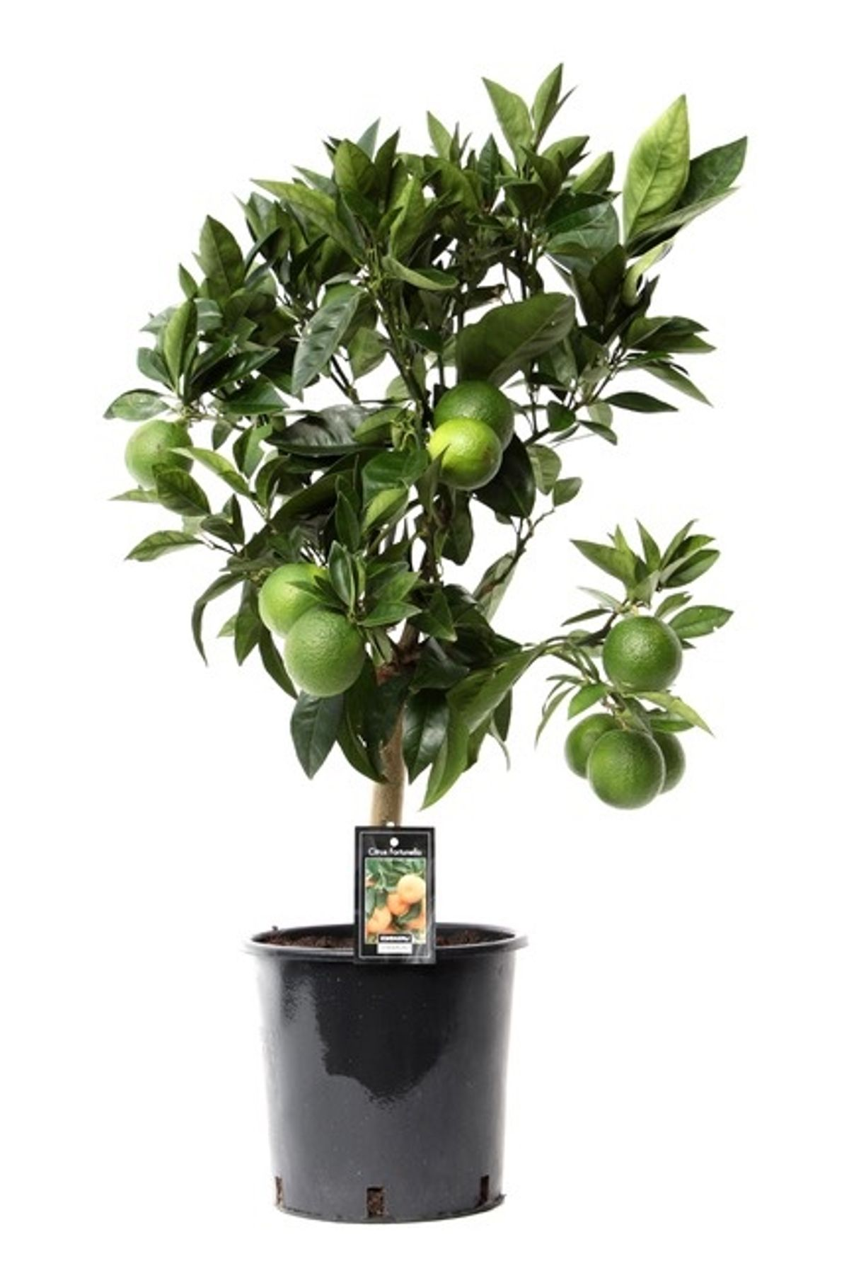 Citrus Arcobal Orange