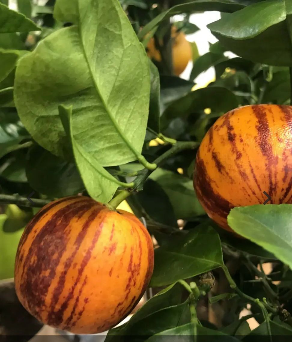 Citrus Arcobal Orange