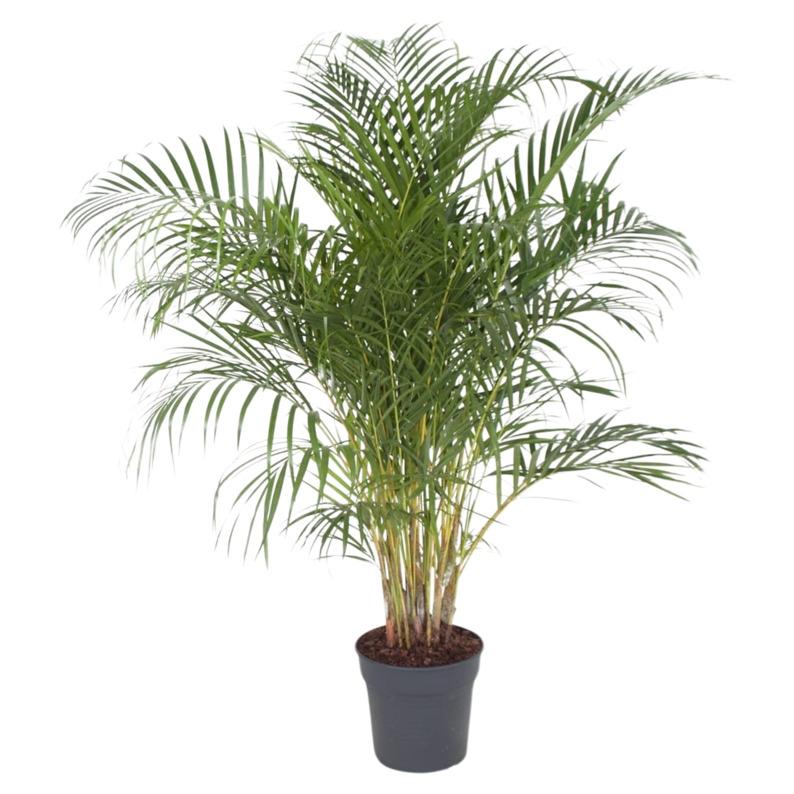 Dypsis Lutescens (Areca)