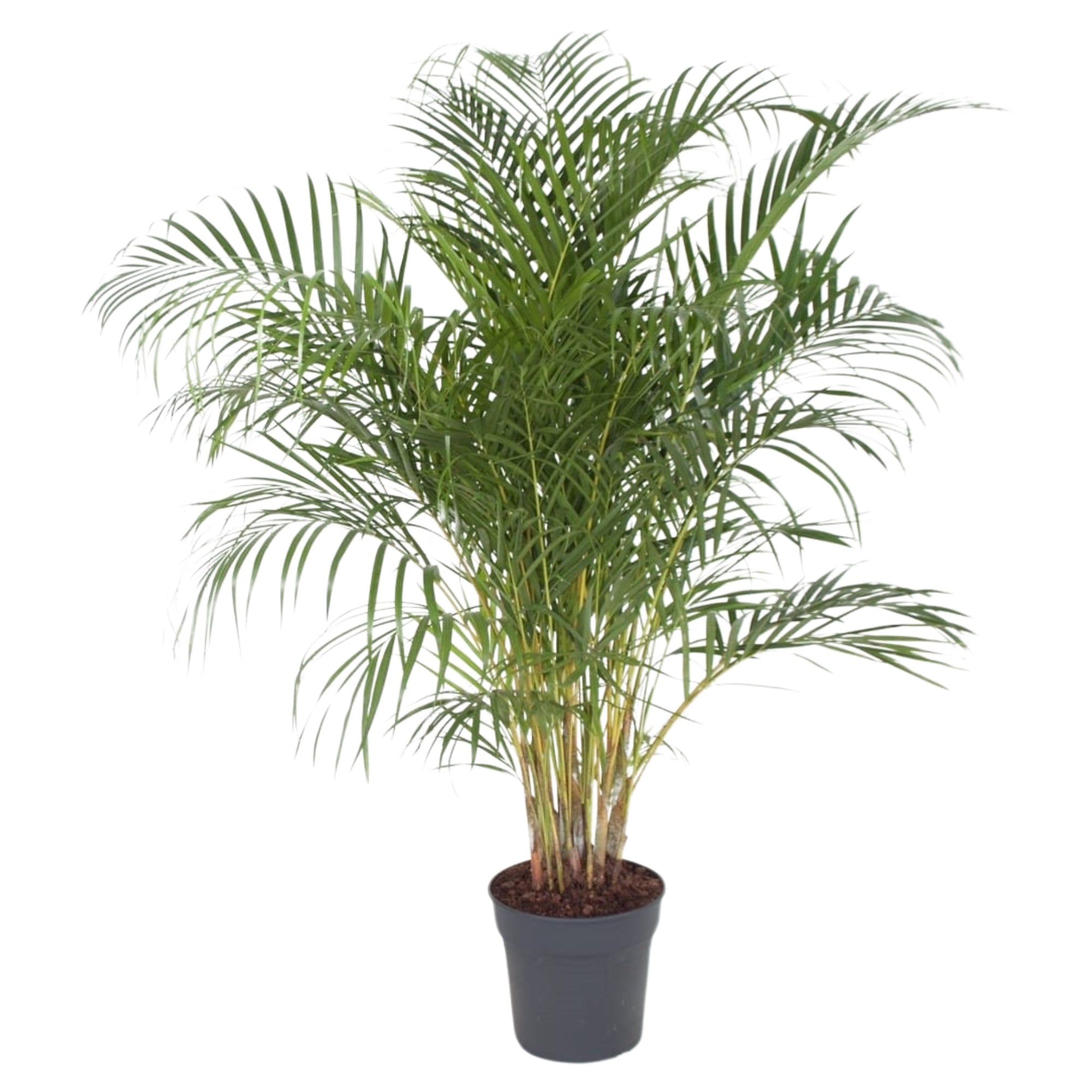 Dypsis Lutescens (Areca)