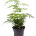 7cm Asparagus plumosus