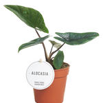 Alocasia Scalprum