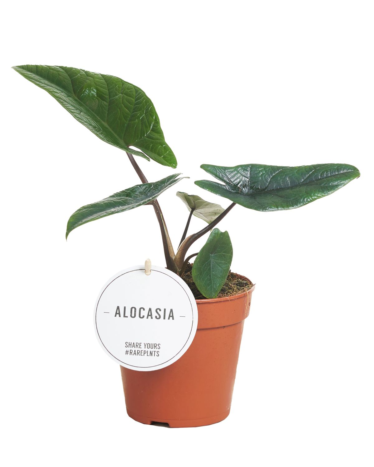 Alocasia Scalprum