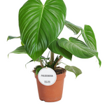 Philodendron Grandipes