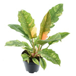 Philodendron narrow 'Ring of Fire'