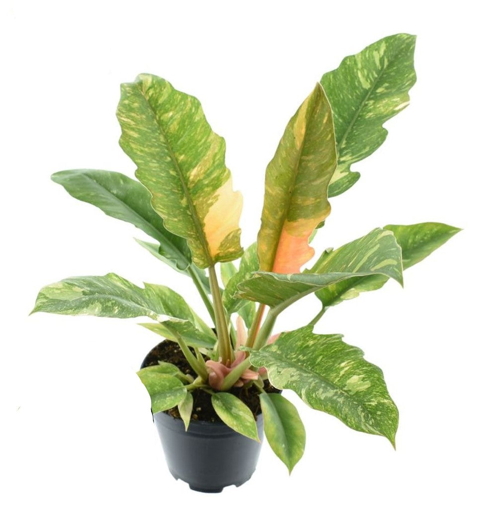Philodendron narrow 'Ring of Fire'