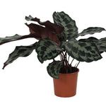 Calathea Kennedy