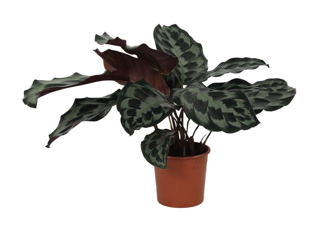 Calathea Kennedy
