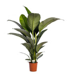 Spathiphyllum 'Sensation' (zonder bloem)