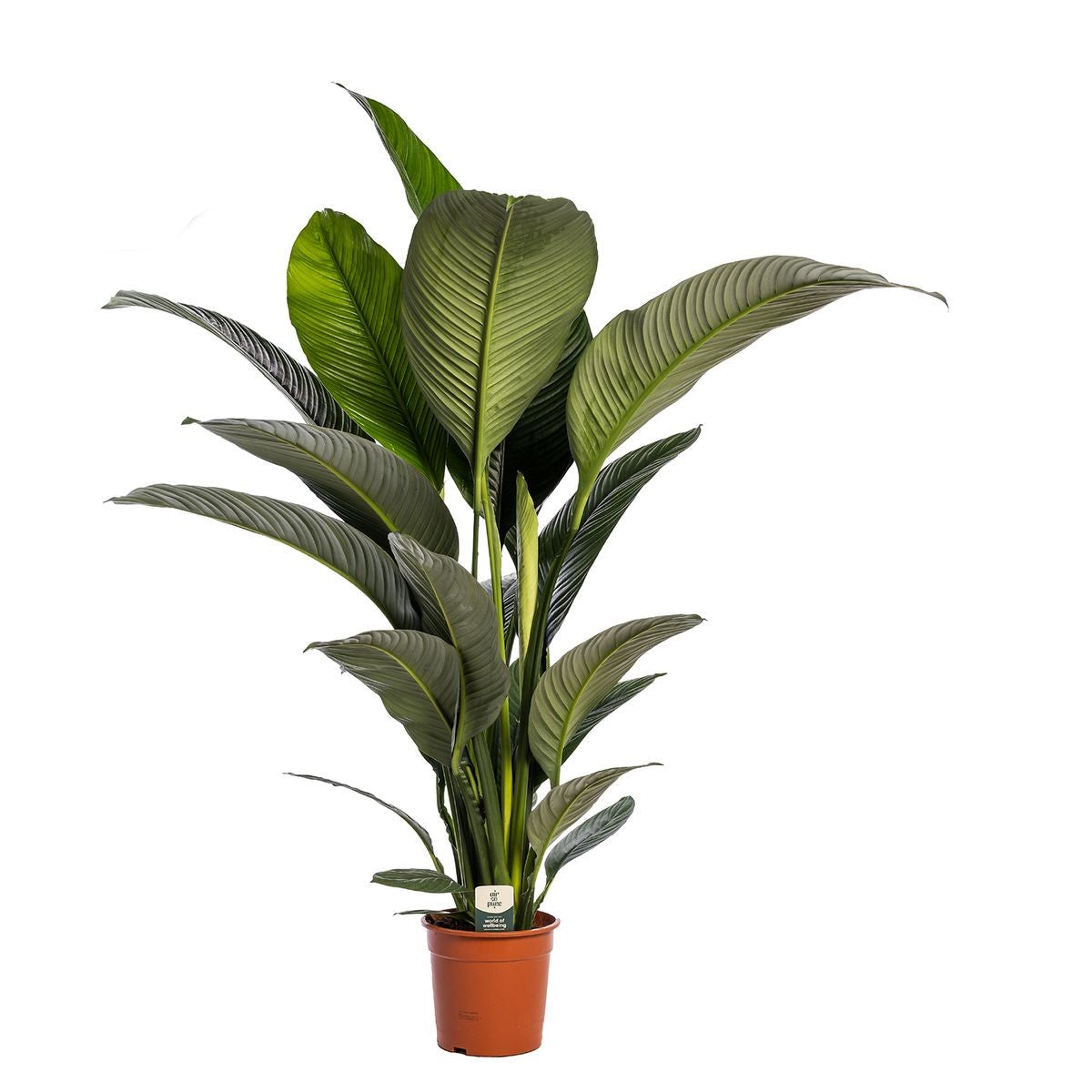 Spathiphyllum 'Sensation' (zonder bloem)