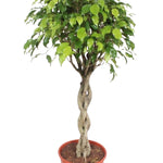 Ficus Exotica