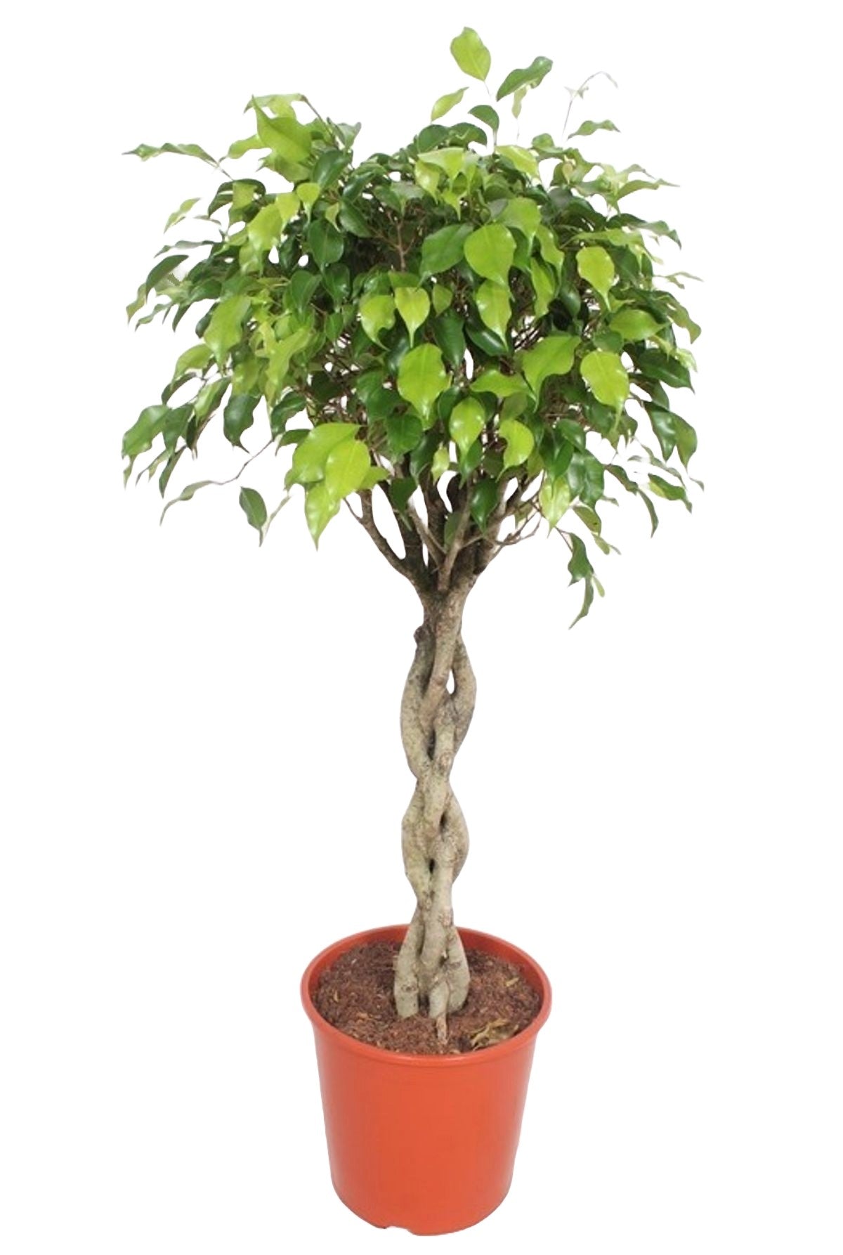 Ficus Exotica