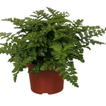 Asplenium Parvati