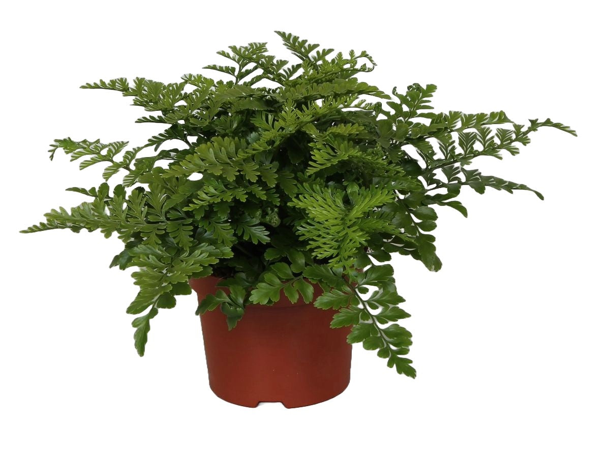 Asplenium Parvati