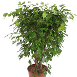 Ficus Exotica