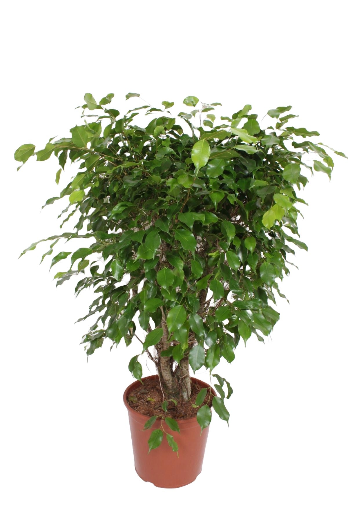 Ficus Exotica