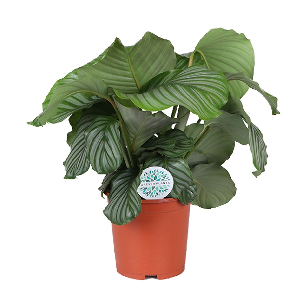 Calathea Orbifolia