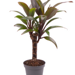 Cordyline Fruticosa Purple Compacta