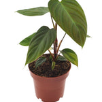 Philodendron Nangaritens