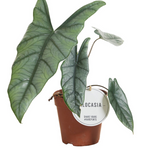 Alocasia Heterophilla