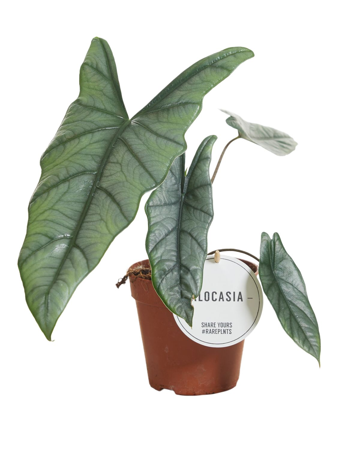 Alocasia Heterophilla
