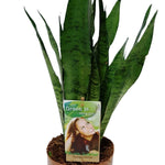 Sansevieria Zeylanica