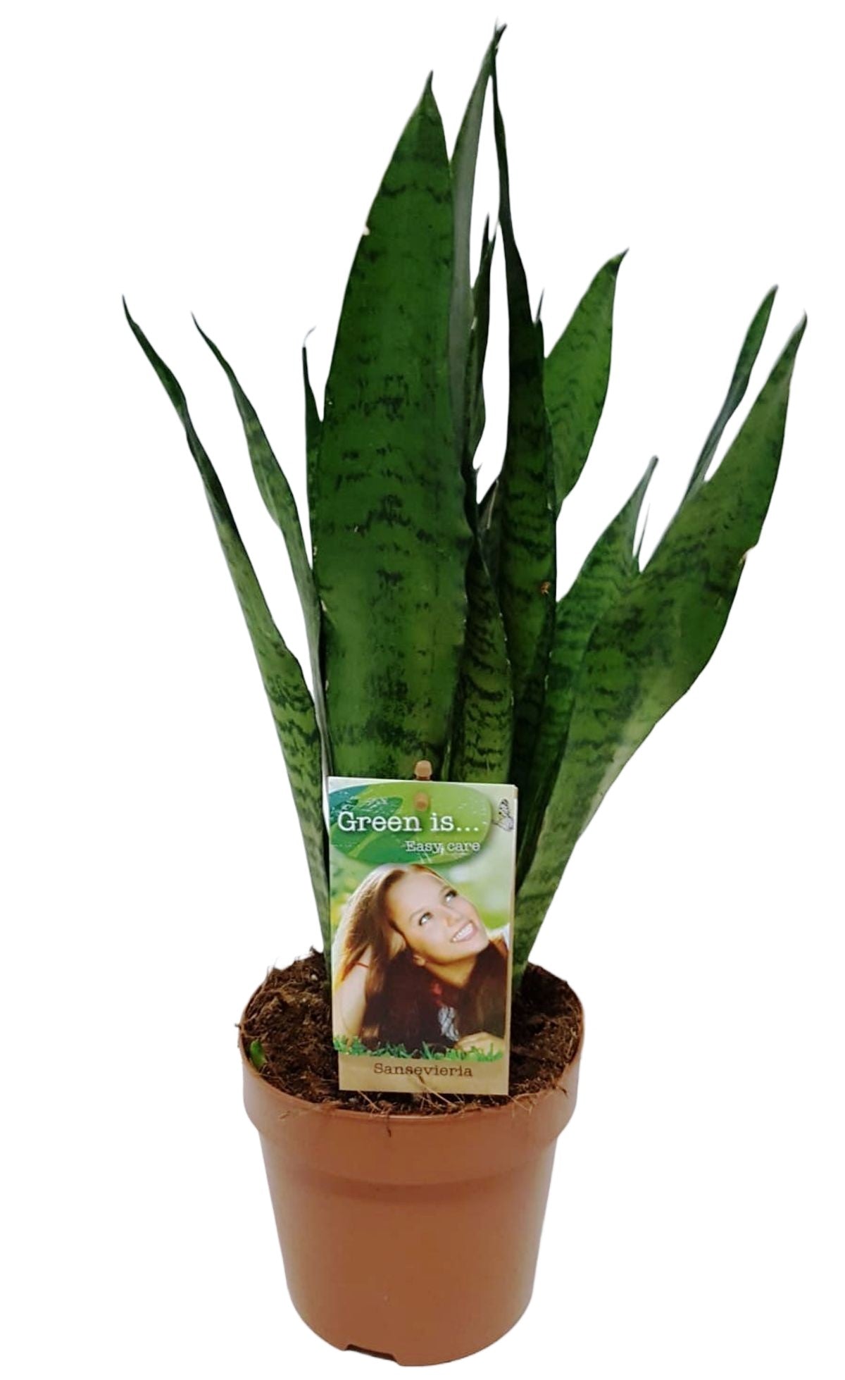 Sansevieria Zeylanica