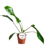 Philodendron Joepii