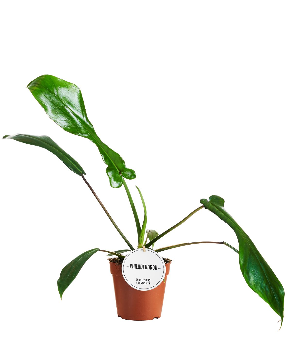 Philodendron Joepii