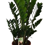 Zamioculcas zamiifolia