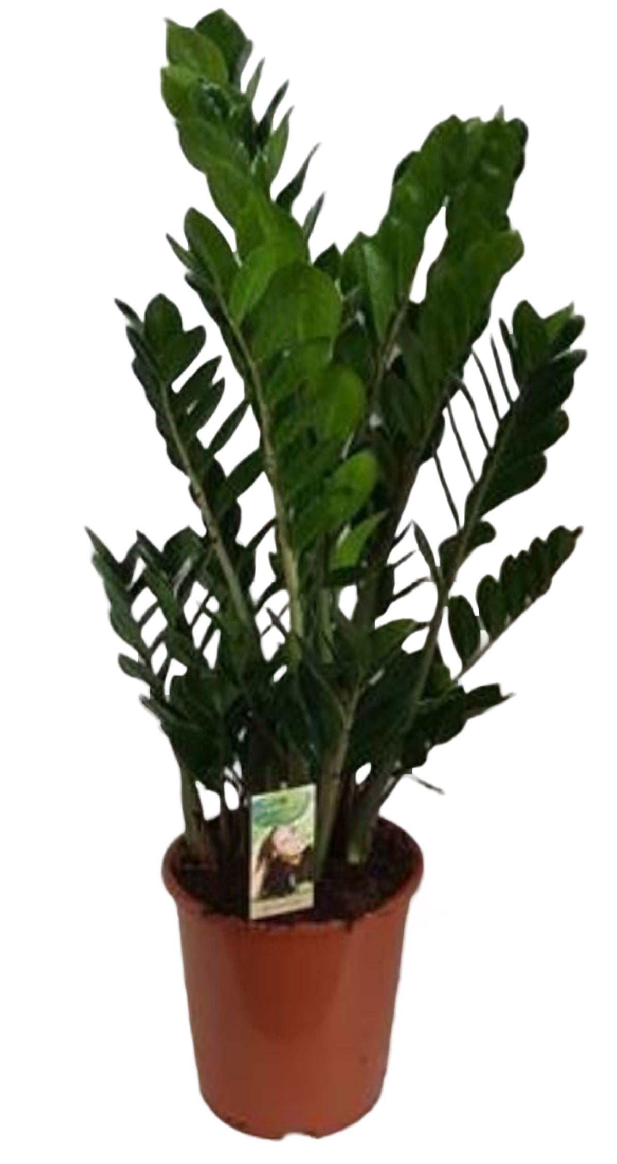 Zamioculcas zamiifolia