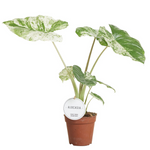 Alocasia Macrorrhiza Splash