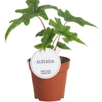 Alocasia Jacklyn