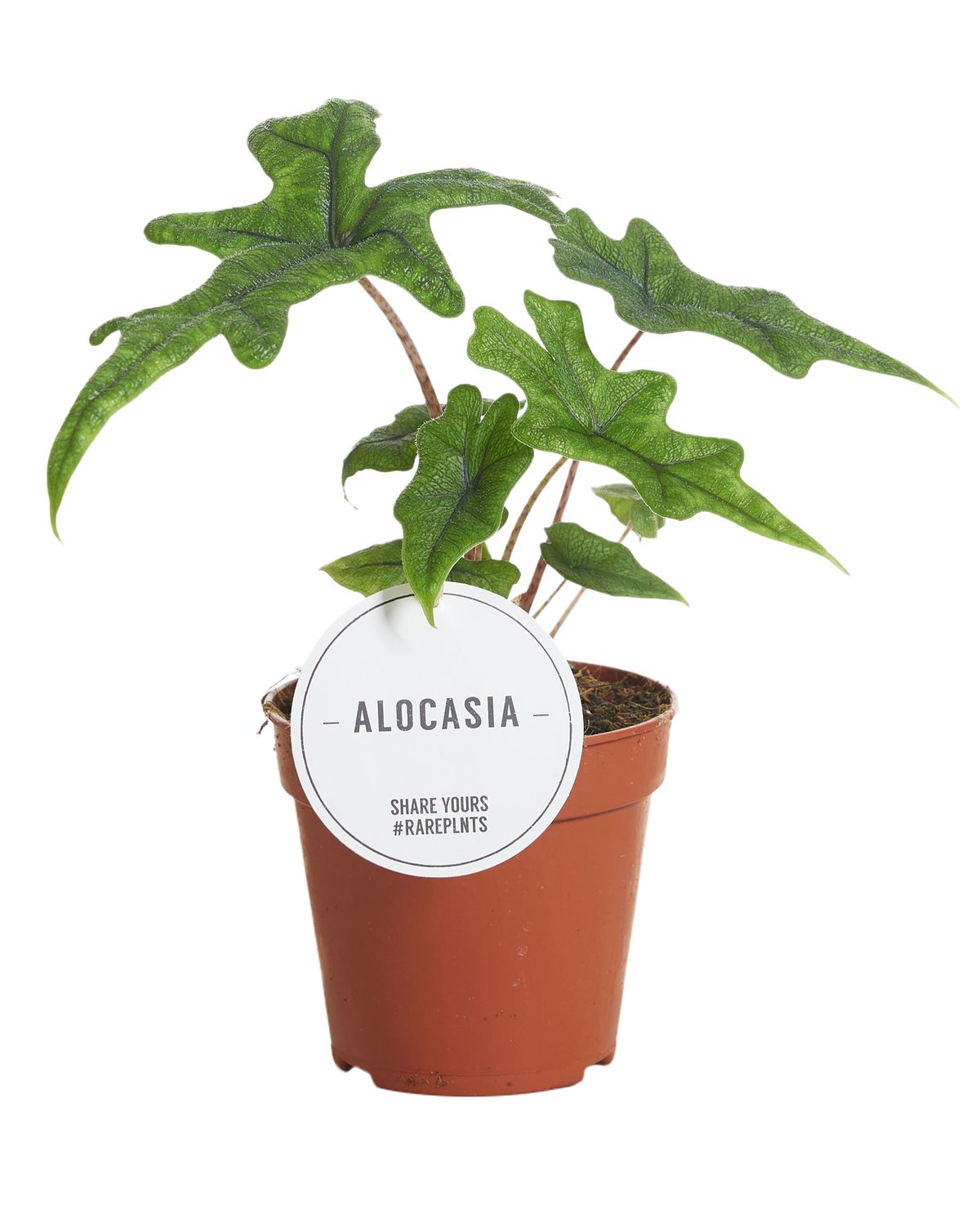 Alocasia Jacklyn