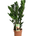 Zamioculcas zamiifolia