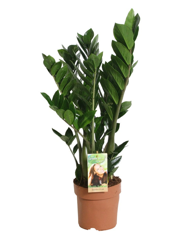 Zamioculcas zamiifolia