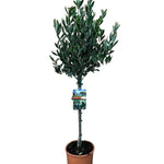 Olea europaea op stam