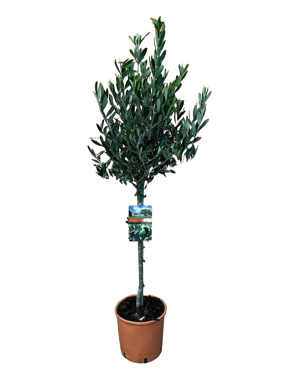Olea europaea op stam