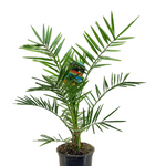 Phoenix canariensis