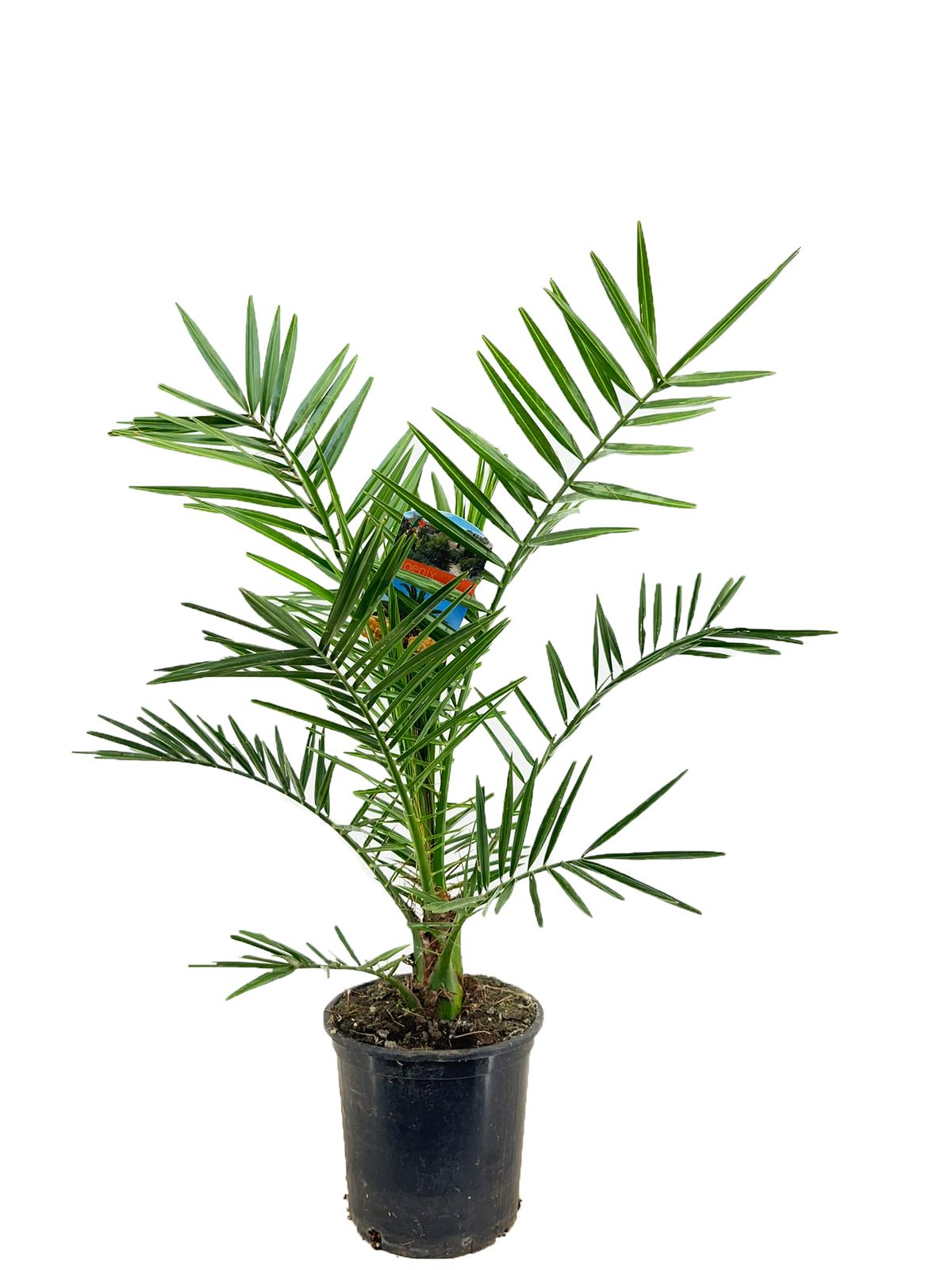 Phoenix canariensis