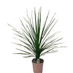 Cordyline indivisa