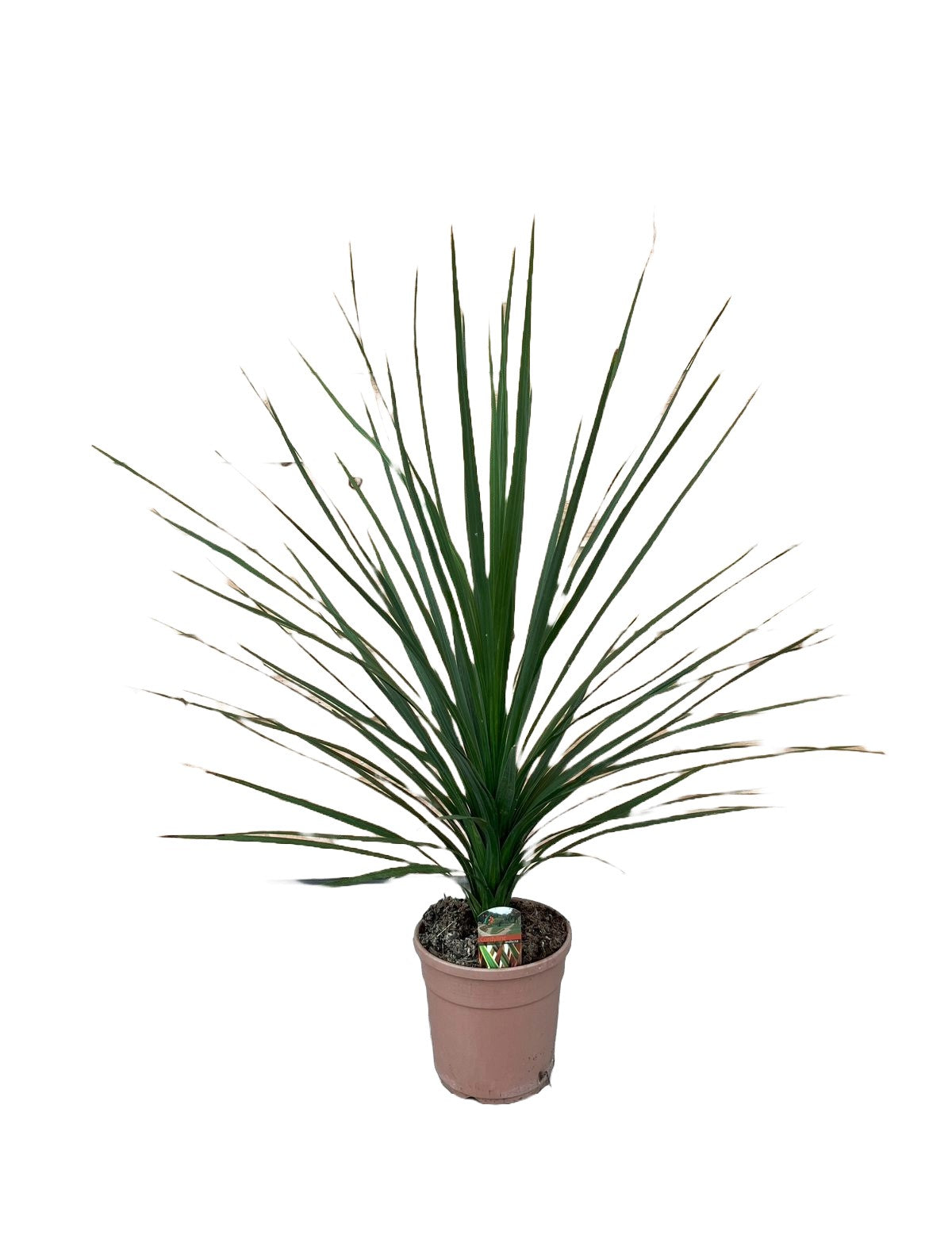 Cordyline indivisa