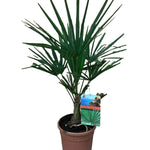 Trachycarpus fortunei