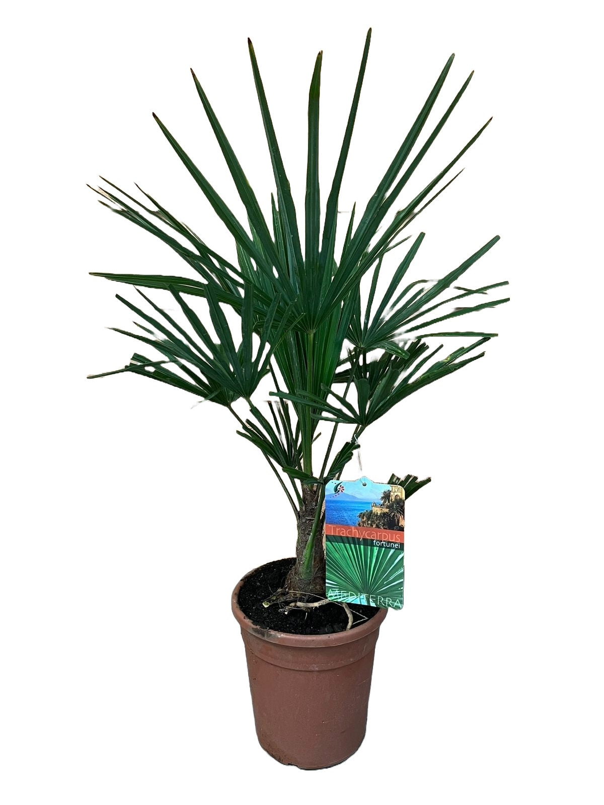 Trachycarpus fortunei