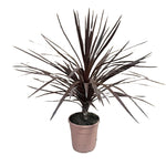 Cordyline australis red star