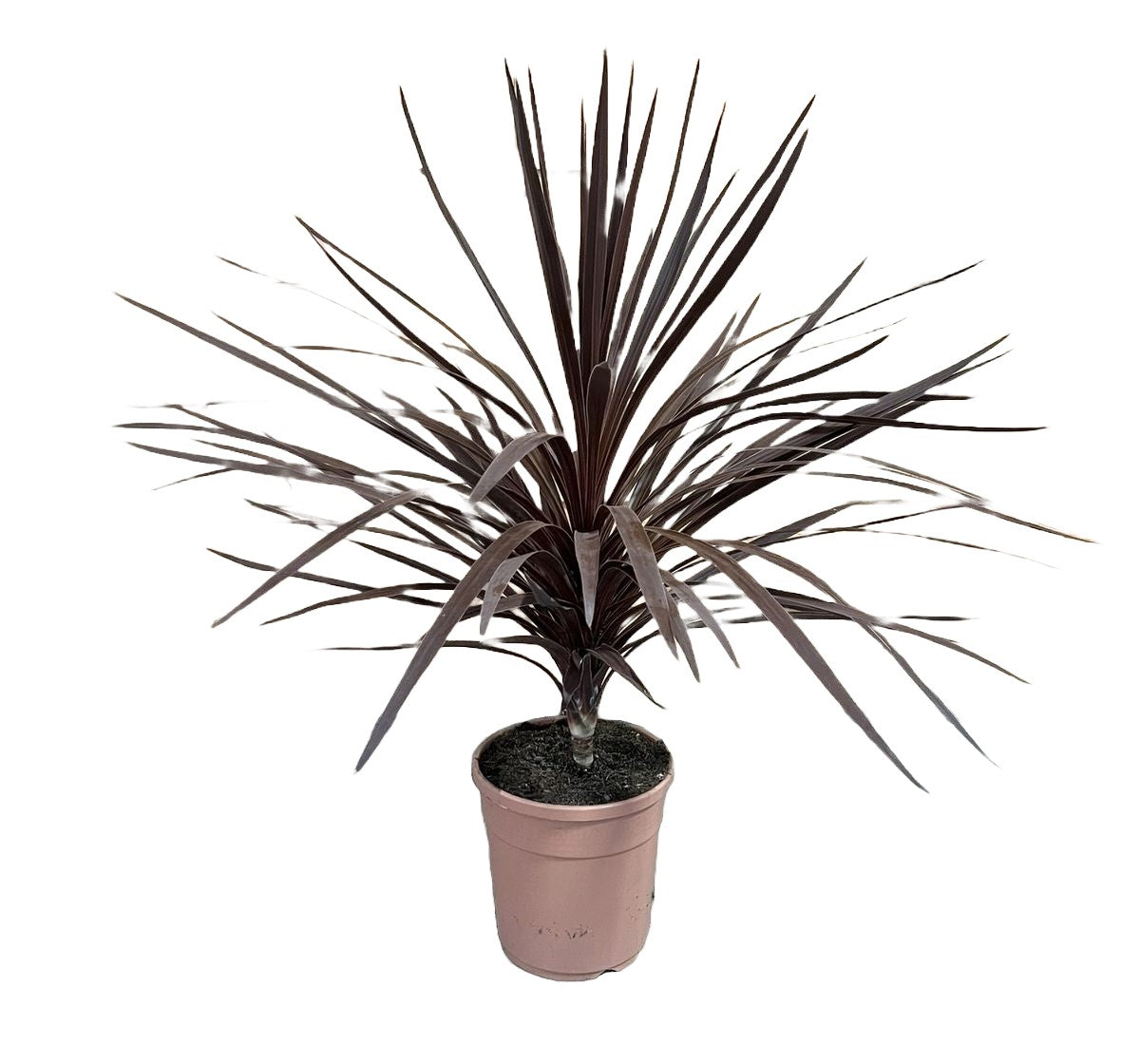 Cordyline australis red star