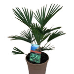 Trachycarpus wagnerianus